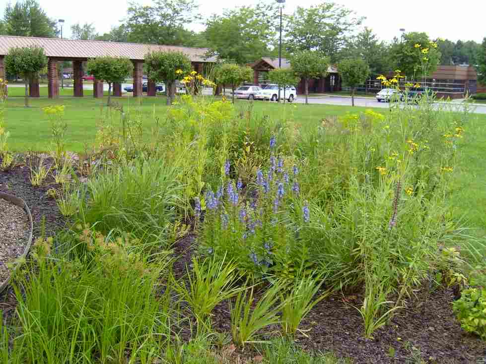 Walker Library Rain Garden